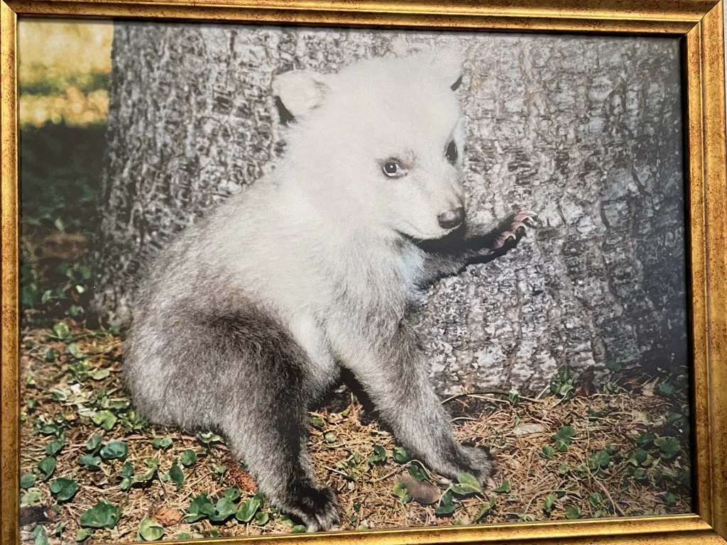 Tablou cu un urs, simbol al localitatii Metsovo