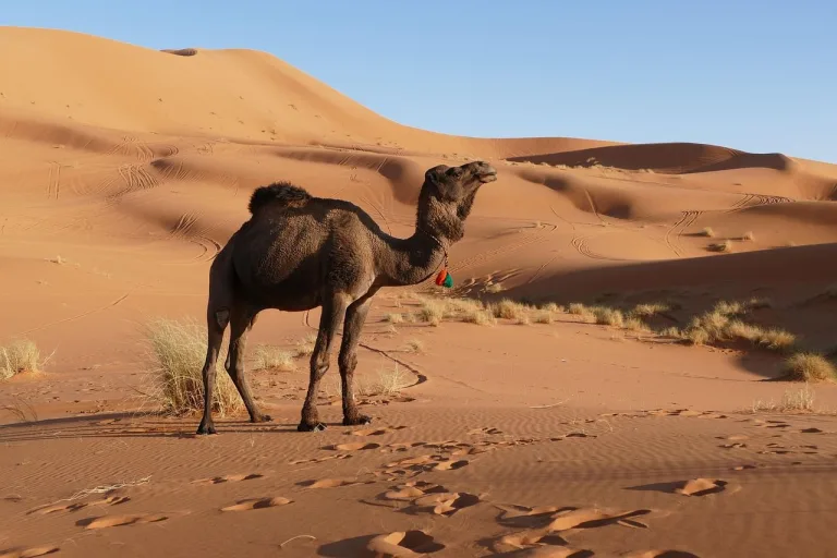 Merzouga, poarta catre desert