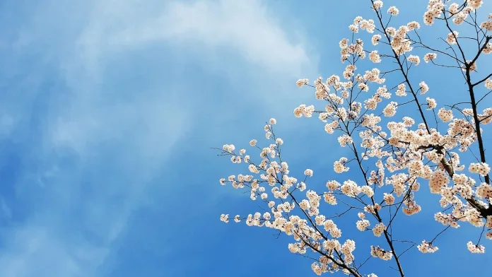 japonia-ciresi-infloriti-10 Sakura, Japonia