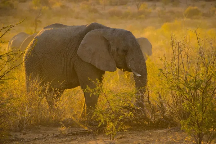 namibia-elefant Elefant in Namibia