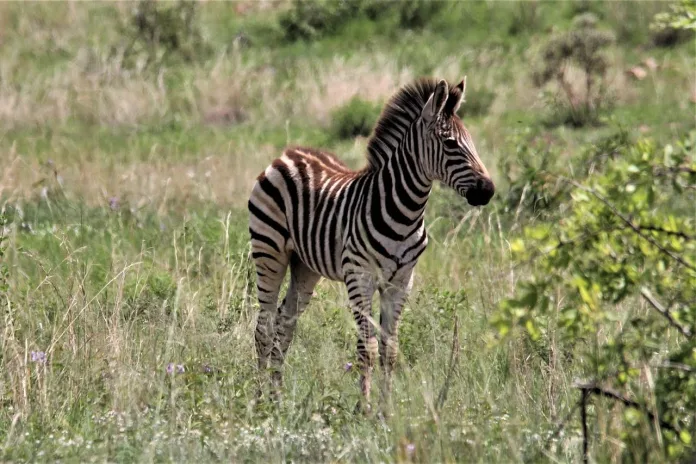africa-de-sud-zebra-pilanesberg Zebra, Parcul National Pilanesberg