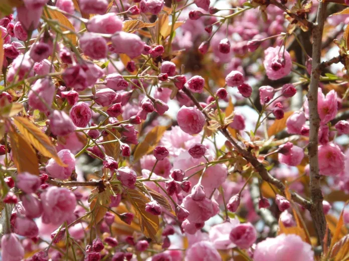 japonia-ciresi-infloriti-sakura Ciresii Infloriti, Japonia