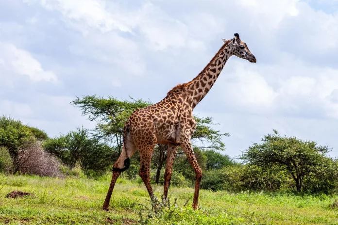 kenya-amboseli-girafa Girafa in Parcul National Amboseli