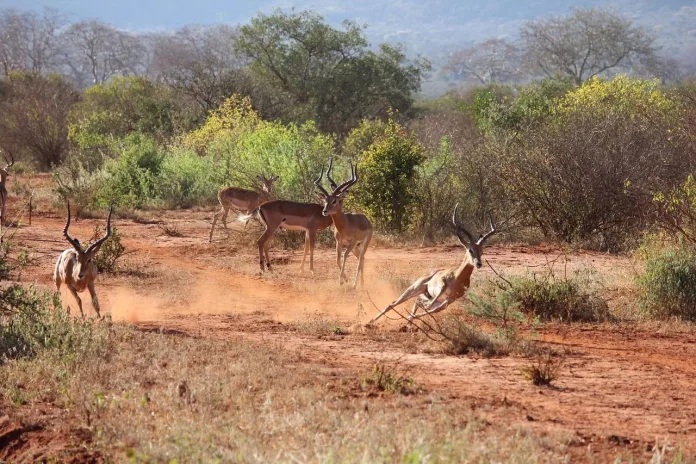 kenya-safari-antilope Antilope, safari in Kenya